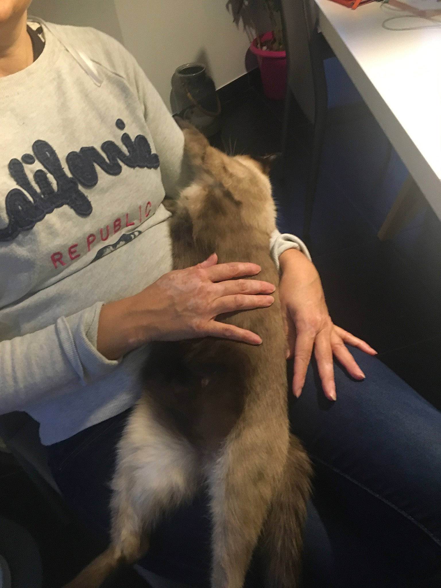 Kawai participe au concours pour gagner de l'argent avec cette photo : canidae, carnivore, dog, dog_breed, ear, fur, german_shepherd_dog, selfie, sporting_group, tail