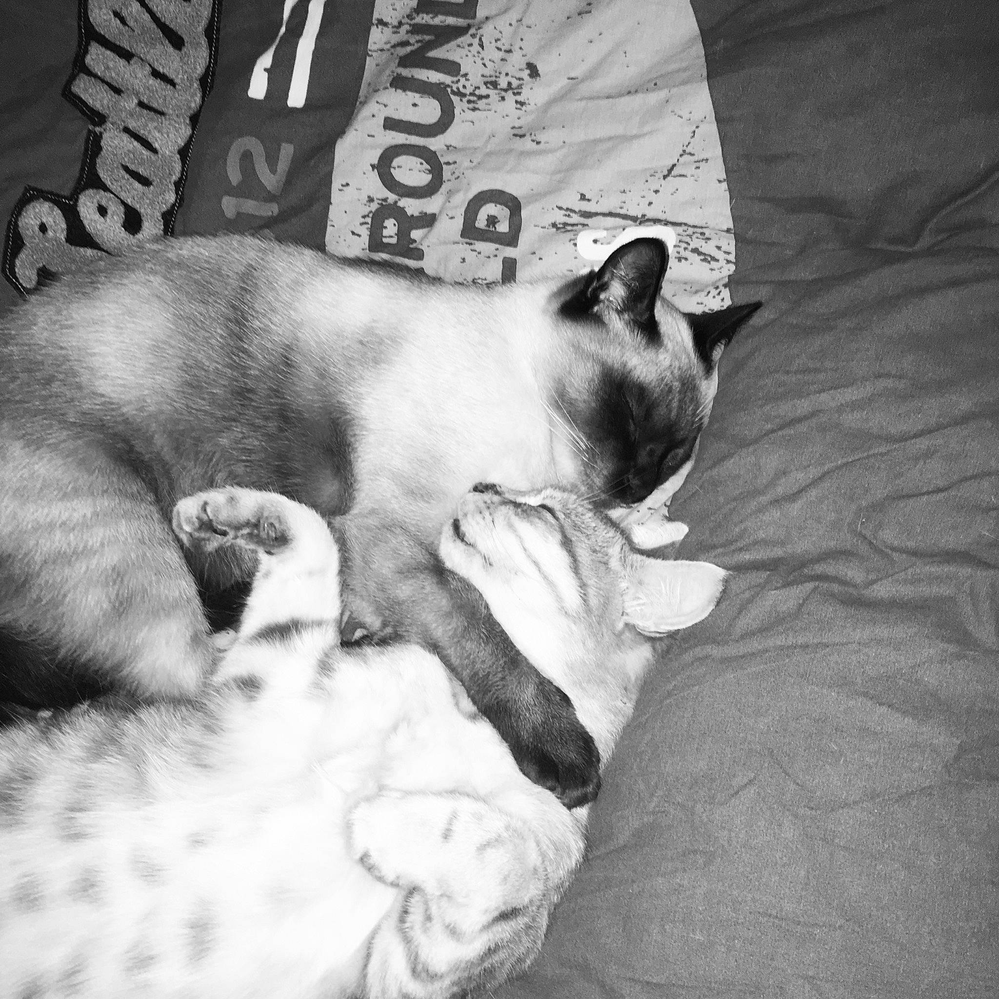 Kawai a rejoint le concours — aidez-le/la à gagner de superbes lots ! asian, black_and_white, carnivore, cat, ear, felidae, kitten, nap, nose, paw, siamese, sleep, small_to_medium_sized_cats, snapshot, snout, snowshoe, tail, thai, tonkinese, whiskers