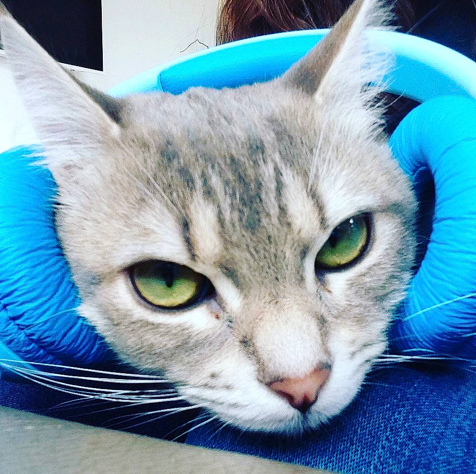 Wasabi participe au concours pour gagner de l'argent avec cette photo : aegean_cat, asian, blue, carnivore, cat, close_up, domestic_short_haired_cat, ear, eye, felidae, fur, kitten, mammal, nose, organ, small_to_medium_sized_cats, snapshot, snout, tabby_cat, whiskers