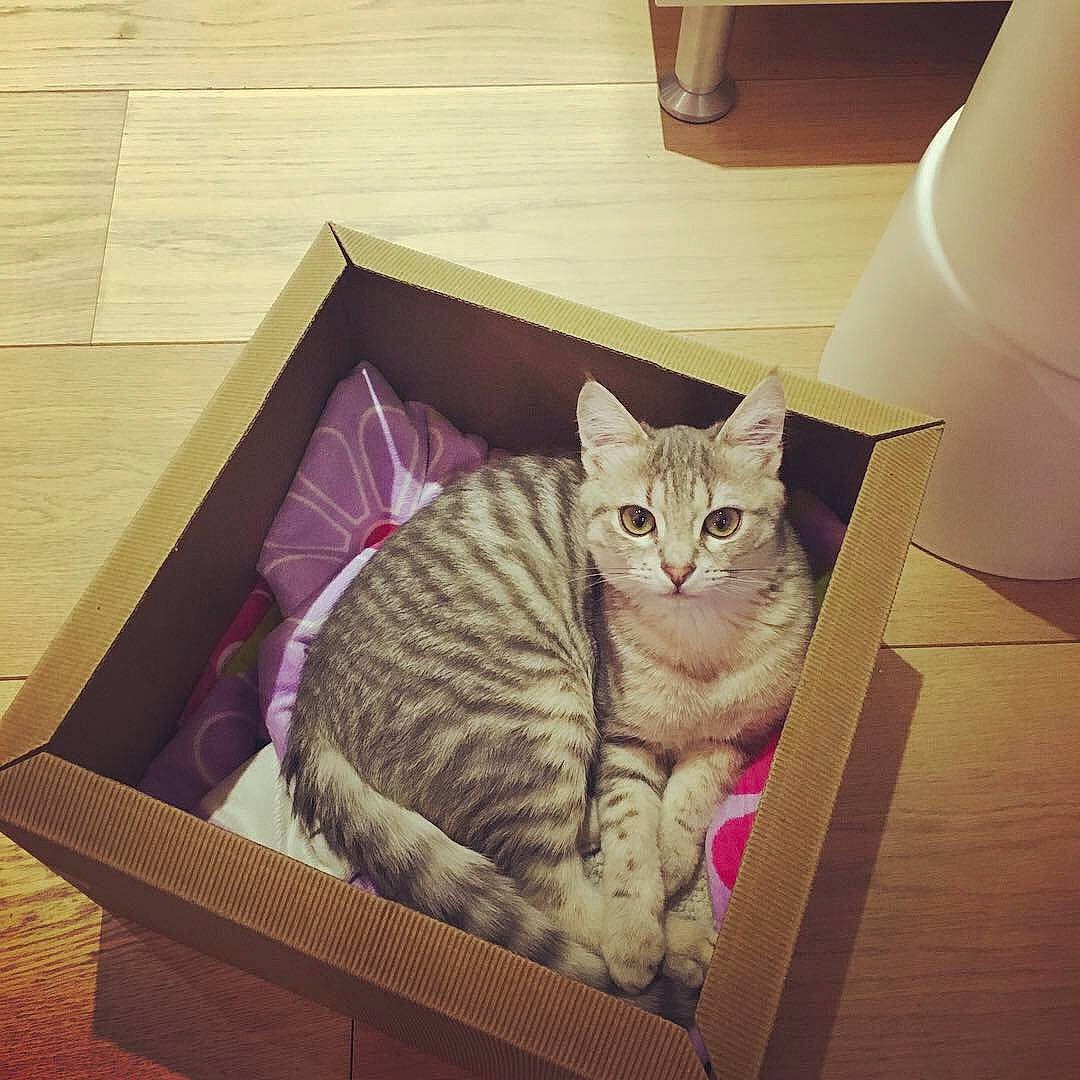 Wasabi participe au concours pour gagner de l'argent avec cette photo : american_shorthair, asian, australian_mist, box, california_spangled, carnivore, cat, domestic_short_haired_cat, dragon_li, egyptian_mau, european_shorthair, felidae, fur, furniture, kitten, ocicat, small_to_medium_sized_cats, square, tabby_cat, whiskers