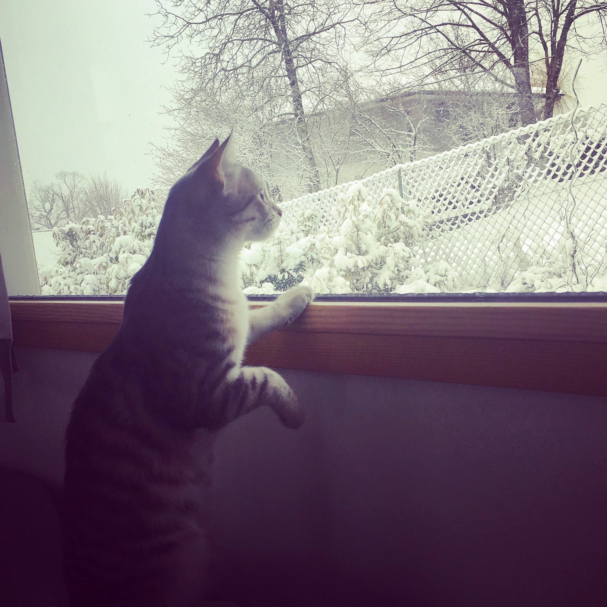 Wasabi participe au concours pour gagner de l'argent avec cette photo : black_and_white, carnivore, cat, domestic_short_haired_cat, eye, felidae, fur, kitten, leg, morning, sky, small_to_medium_sized_cats, snow, sunlight, tail, tree, whiskers, white, window, winter