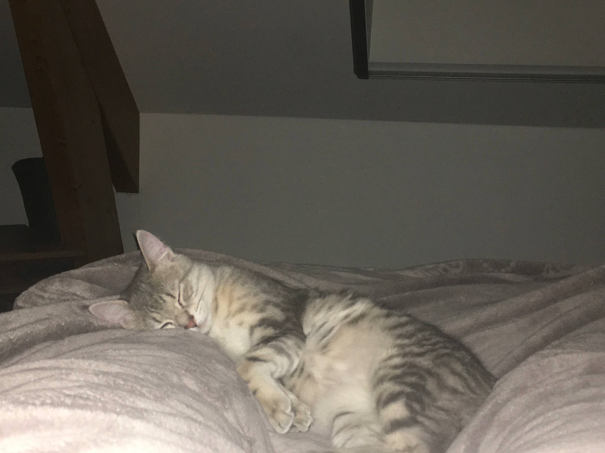 Wasabi a rejoint le concours — aidez-le/la à gagner de superbes lots ! bed, carnivore, cat, comfort, domestic_short_haired_cat, dragon_li, european_shorthair, felidae, fur, furniture, kitten, nap, norwegian_forest_cat, room, sand, sleep, small_to_medium_sized_cats, tabby_cat, tail, whiskers