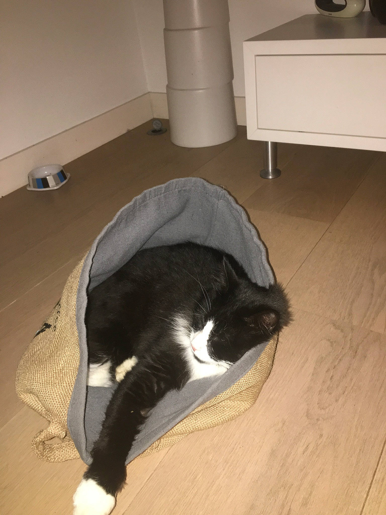 Kimiko participe au concours pour gagner de l'argent avec cette photo : black_cat, carnivore, cat, felidae, floor, flooring, fur, hardwood, laminate_flooring, room, small_to_medium_sized_cats, snout, tail, tile, whiskers, wood_flooring