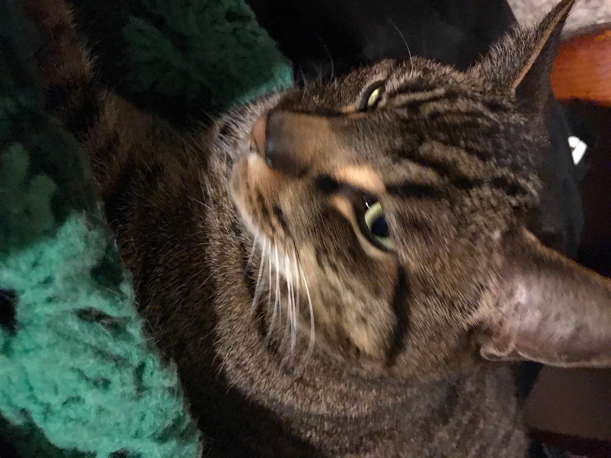 Mikel joined the competition — help win amazing prizes! bobcat, carnivore, cat, close_up, domestic_short_haired_cat, felidae, fur, grass, plant, small_to_medium_sized_cats, snout, terrestrial_animal, tree, whiskers, wildlife