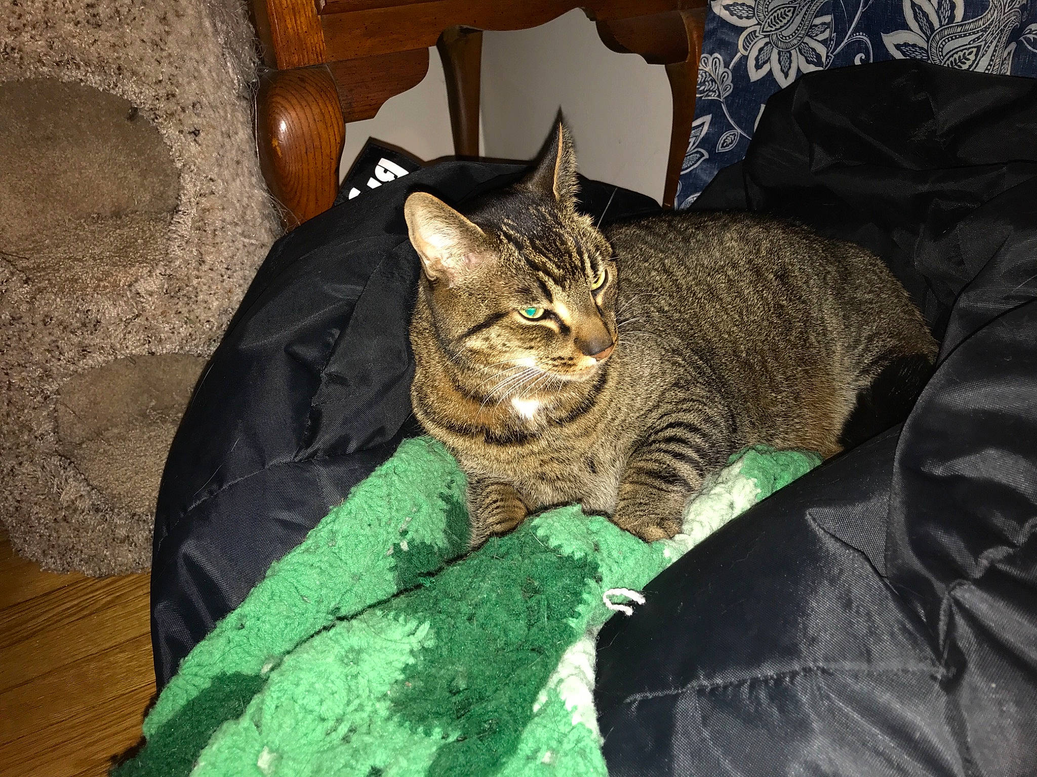 Mikel is registered to the contest to win money with this photo: brown, carnivore, cat, cat_supply, comfort, domestic_short_haired_cat, fang, felidae, fur, grey, sitting, small_to_medium_sized_cats, snout, tail, terrestrial_animal, tree, whiskers