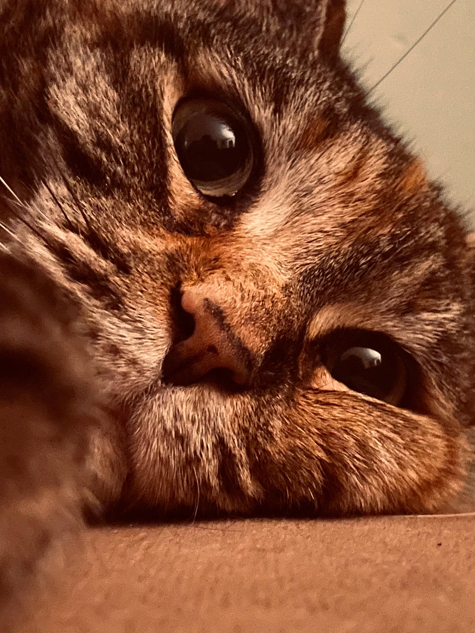 Candy is registered to the contest to win money with this photo: brown, carnivore, cat, close_up, comfort, curious, domestic_short_haired_cat, ear, eye, felidae, fur, head, iris, paw, small_to_medium_sized_cats, snout, terrestrial_animal, whiskers, wildlife, wood