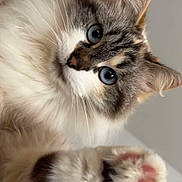 Kity participe au concours pour gagner de l'argent avec cette photo : animal, blue_eyes, cat, closeup, curious, cute, ears, face, feline, fluffy, fur, indoor, paw, pet, pink_paw_pads, portrait, soft_light, tabby, whiskers, white_fur