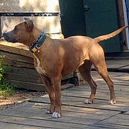 Vanille a rejoint le concours — aidez-le/la à gagner de superbes lots ! dog, brown_dog, standing, collar, outdoor, wooden_deck, sunlight, shadow, pet, animal, alert, ears_up, white_paws, rustic, green_door, side_view, domestic_animal, daylight, nature, wood