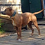 dog, brown_dog, standing, collar, outdoor, wooden_deck, sunlight, shadow, pet, animal, alert, ears_up, white_paws, rustic, green_door, side_view, domestic_animal, daylight, nature, wood