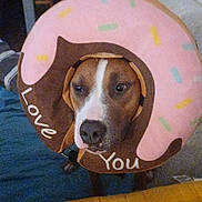 Vanille a rejoint le concours — aidez-le/la à gagner de superbes lots ! animal, brown, collar, costume, couch, cute, dog, donut, expression, face, funny, furniture, home, indoor, love, pet, pink, portrait, sprinkles, white