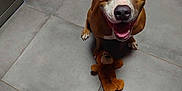Vanille participe au concours pour gagner de l'argent avec cette photo : dog, brown_dog, white_markings, happy, smiling, toy, plush_toy, monkey_toy, floor, tile_floor, indoor, kitchen, cabinet, brown, pet, animal, looking_up, sitting, playful, cute