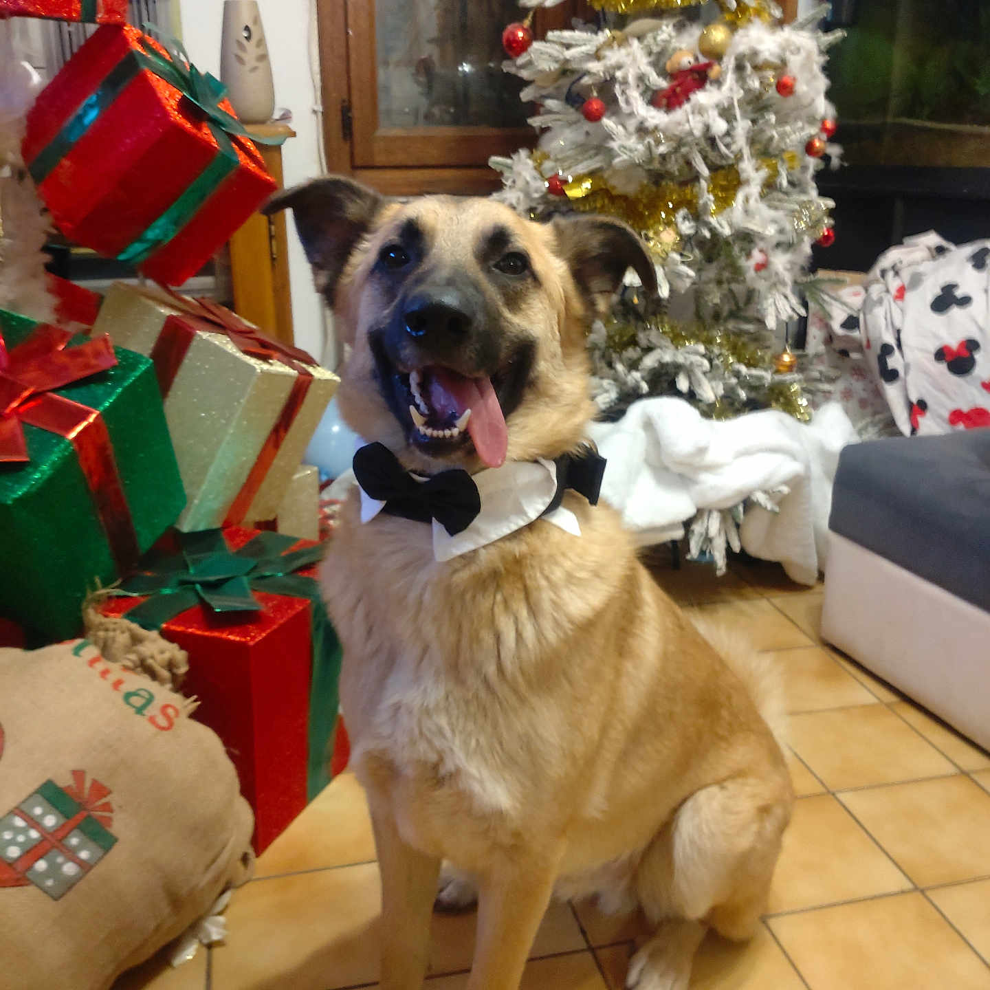 Urios a rejoint le concours — aidez-le/la à gagner de superbes lots ! bow_tie, canine, celebration, christmas_tree, cushion, decor, dog, festive, floor, holiday_decorations, home, indoor, pet, presents, smiling, sofa, tiled_floor, tongue_out, window, wrapped_gifts