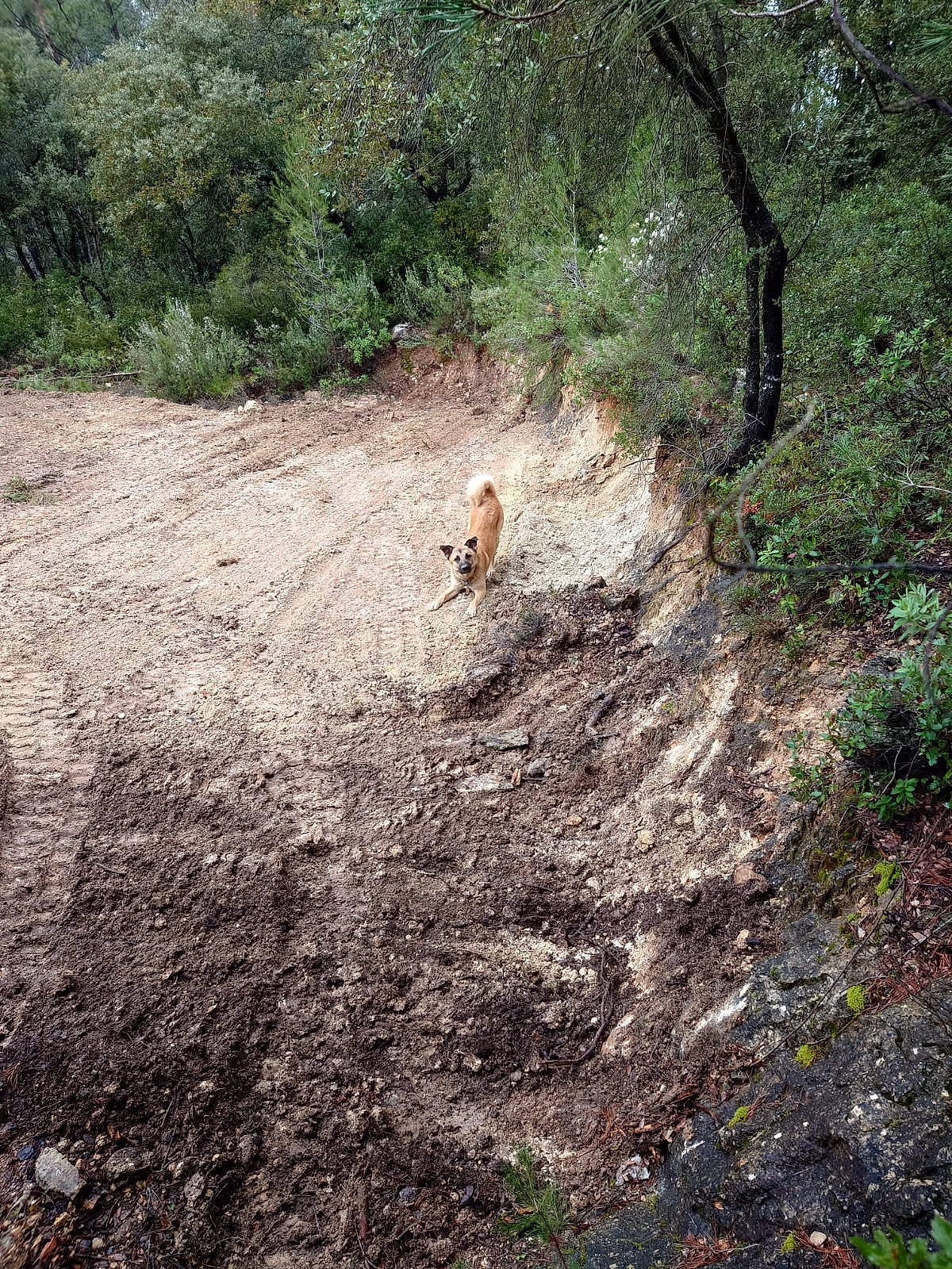 Urios participe au concours pour gagner de l'argent avec cette photo : animal, bushes, canine, dirt, dog, earth, forest, fur, greenery, landscape, nature, outdoor, pet, playful, stretching, sunlight, terrain, trees, wildlife, woods