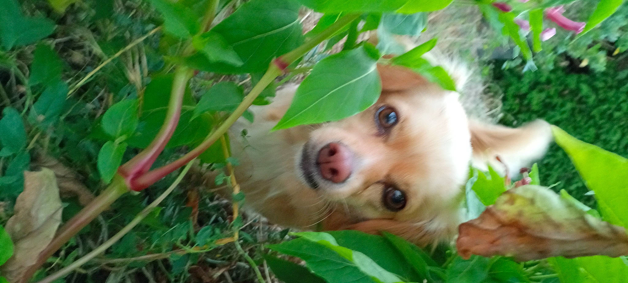 Niky a rejoint le concours — aidez-le/la à gagner de superbes lots ! canidae, carnivore, companion_dog, dog, dog_breed, fawn, fur, grass, jungle, liver, plant, puppy, snout, sporting_group, terrestrial_animal, toy_dog, whiskers, wildlife