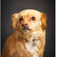 Niky a rejoint le concours — aidez-le/la à gagner de superbes lots ! dog, golden_dog, pet, animal, portrait, studio, sitting, fur, golden_fur, floppy_ears, brown_eyes, nose, collar, tag, star_tag, chest, white_markings, dark_background, closeup, photography