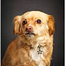 dog, golden_dog, pet, animal, portrait, studio, sitting, fur, golden_fur, floppy_ears, brown_eyes, nose, collar, tag, star_tag, chest, white_markings, dark_background, closeup, photography