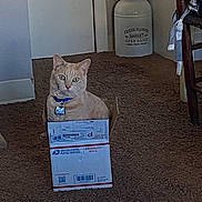 Sophia joined the competition — help win amazing prizes! cat, box, orange_cat, carpet, indoor, feline, curious, postal_box, priority_mail, container, decor, chair, wooden_chair, blue_collar, collar_tag, pet, animal, floor, room, domestic