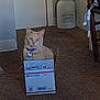 cat, box, orange_cat, carpet, indoor, feline, curious, postal_box, priority_mail, container, decor, chair, wooden_chair, blue_collar, collar_tag, pet, animal, floor, room, domestic
