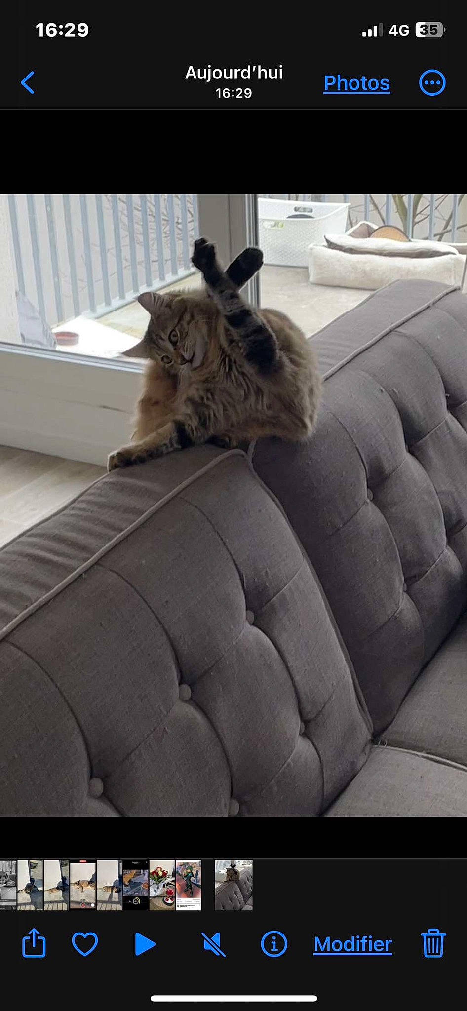 Thalya a rejoint le concours — aidez-le/la à gagner de superbes lots ! auto_part, automotive_design, automotive_tire, car, car_seat, car_seat_cover, carnivore, comfort, companion_dog, dog_breed, felidae, fur, grey, luxury_vehicle, personal_luxury_car, vehicle, vehicle_door, whiskers, window, wood