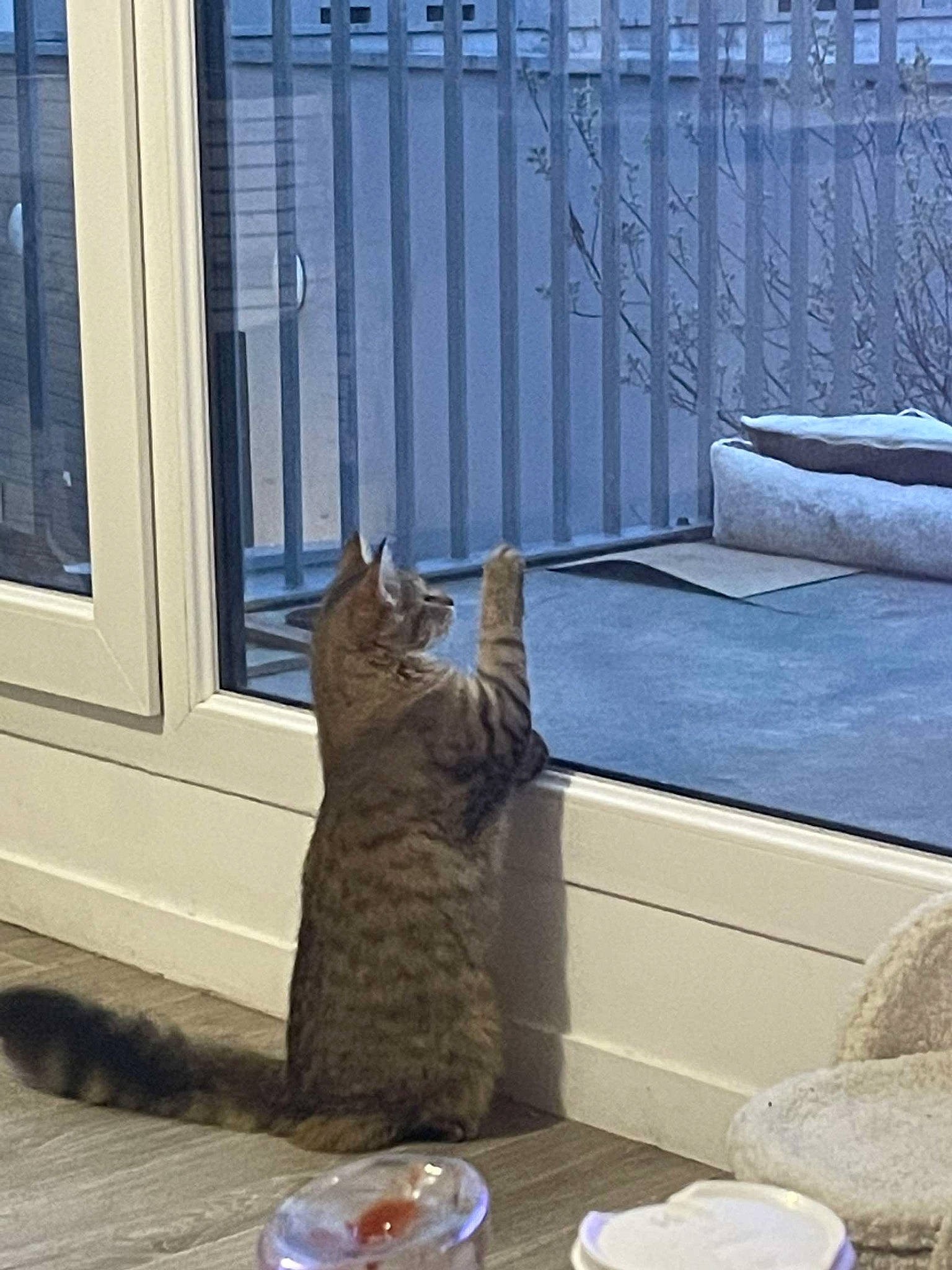 Thalya participe au concours pour gagner de l'argent avec cette photo : carnivore, cat, comfort, domestic_short_haired_cat, felidae, fence, floor, flooring, grey, mammal, plate, room, serveware, small_to_medium_sized_cats, tableware, tail, vertebrate, whiskers, window, wood