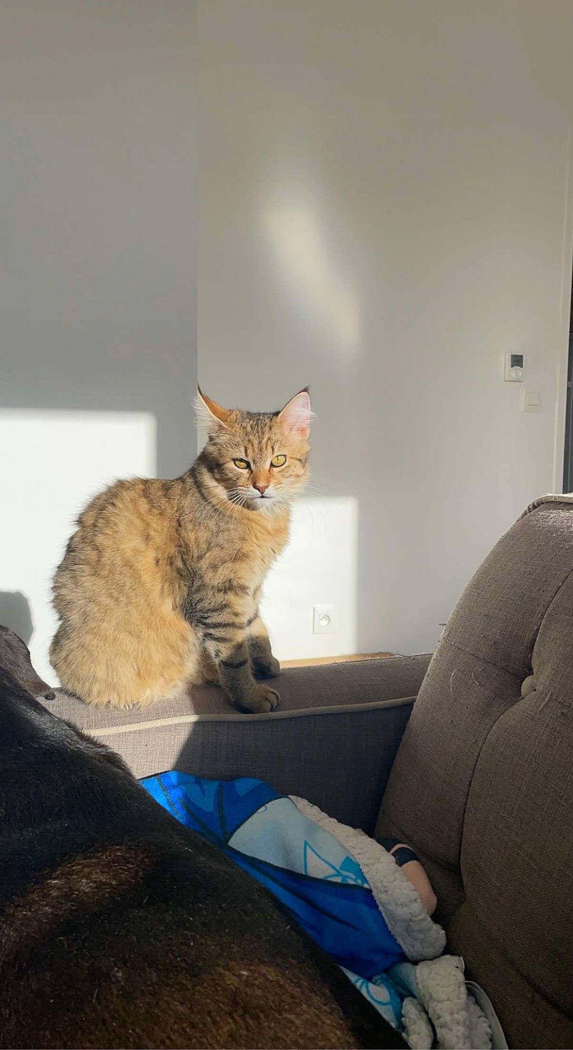 Thalya a rejoint le concours — aidez-le/la à gagner de superbes lots ! carnivore, cat, claw, comfort, couch, domestic_short_haired_cat, door, fawn, felidae, flooring, fur, paw, sitting, small_to_medium_sized_cats, snout, tail, terrestrial_animal, whiskers, window, wood