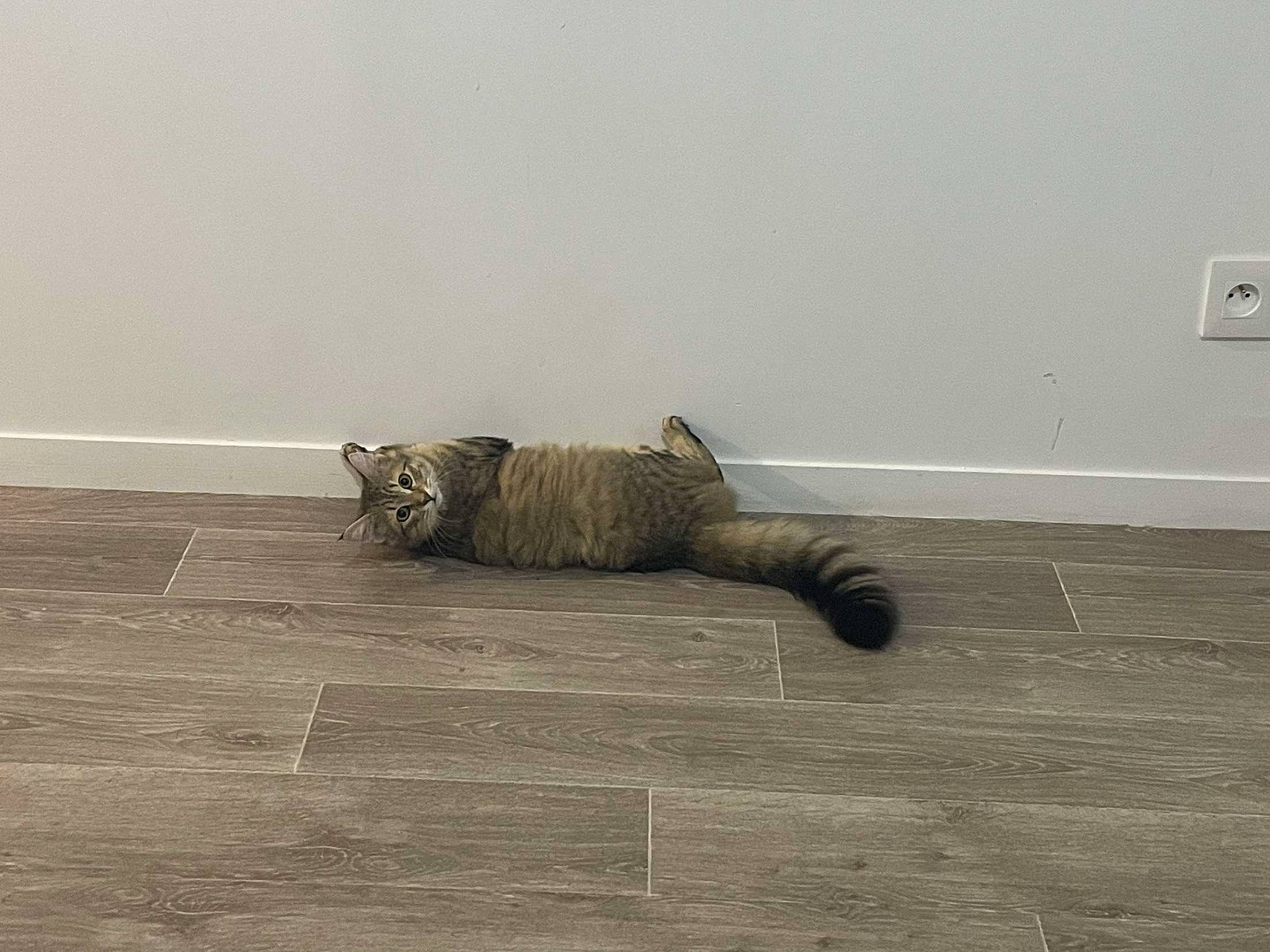 Thalya a rejoint le concours — aidez-le/la à gagner de superbes lots ! carnivore, cat, comfort, fawn, felidae, floor, flooring, grey, hardwood, human_leg, laminate_flooring, plywood, road_surface, small_to_medium_sized_cats, tail, terrestrial_animal, whiskers, wood, wood_flooring, wood_stain