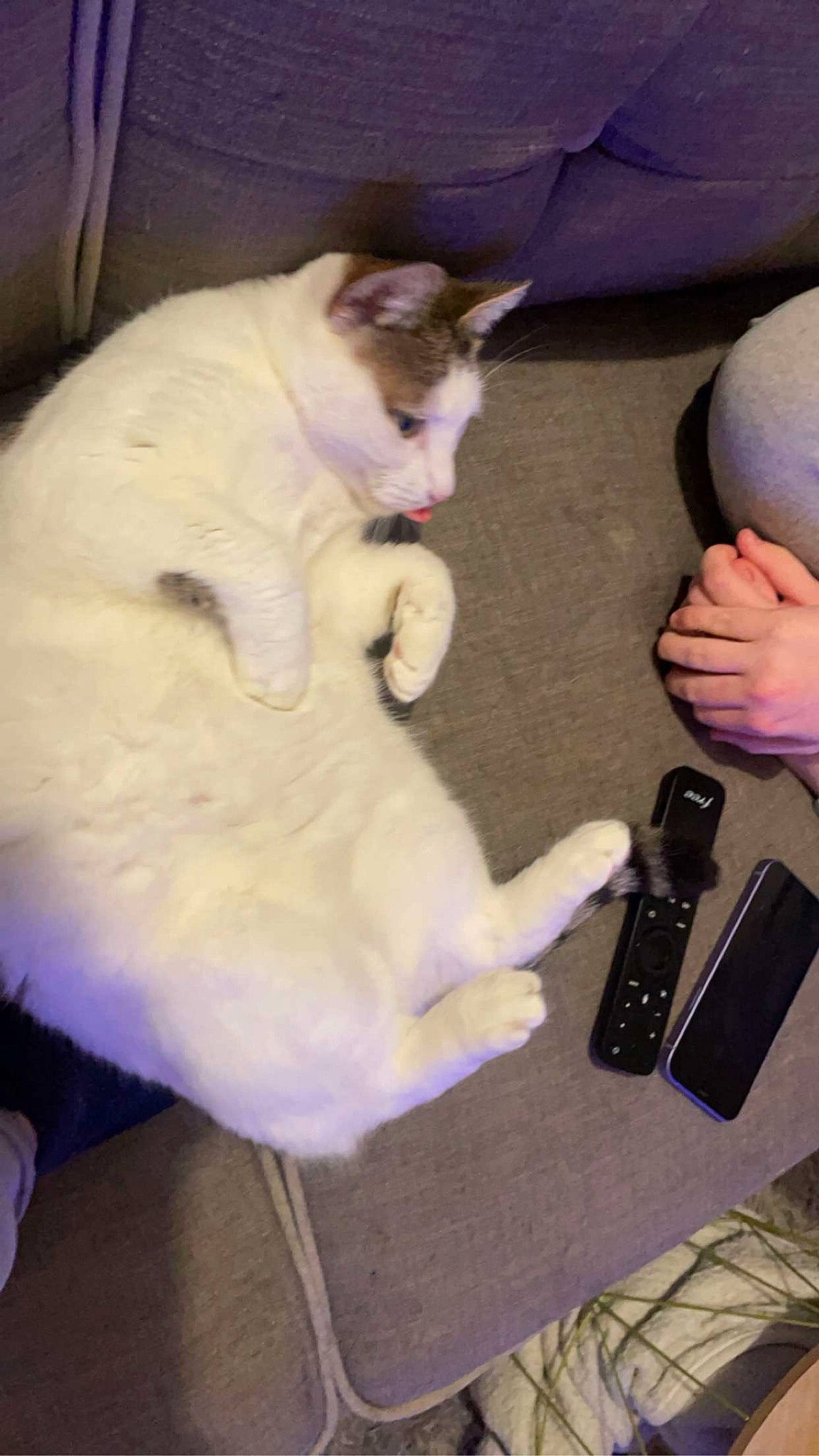 Neptune a rejoint le concours — aidez-le/la à gagner de superbes lots ! camera, canidae, carnivore, cat, comfort, companion_dog, dog_breed, domestic_short_haired_cat, fawn, felidae, flooring, fur, gadget, hardwood, lap, paw, small_to_medium_sized_cats, tail, whiskers, wood