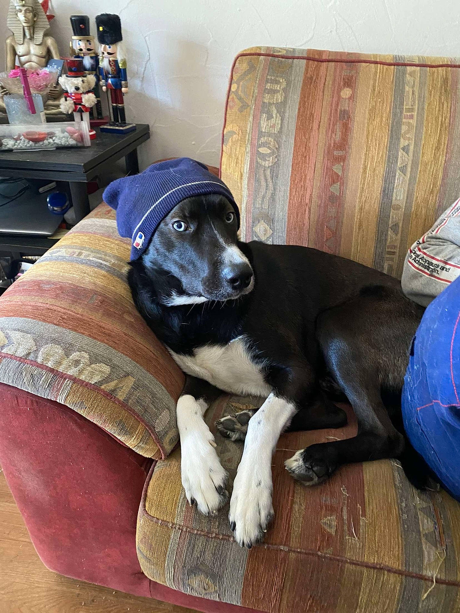 Omega a rejoint le concours — aidez-le/la à gagner de superbes lots ! carnivore, chair, comfort, companion_dog, couch, dog, dog_breed, dog_supply, drawer, flooring, hardwood, living_room, room, shelf, sitting, sporting_group, studio_couch, tail, wood, working_animal