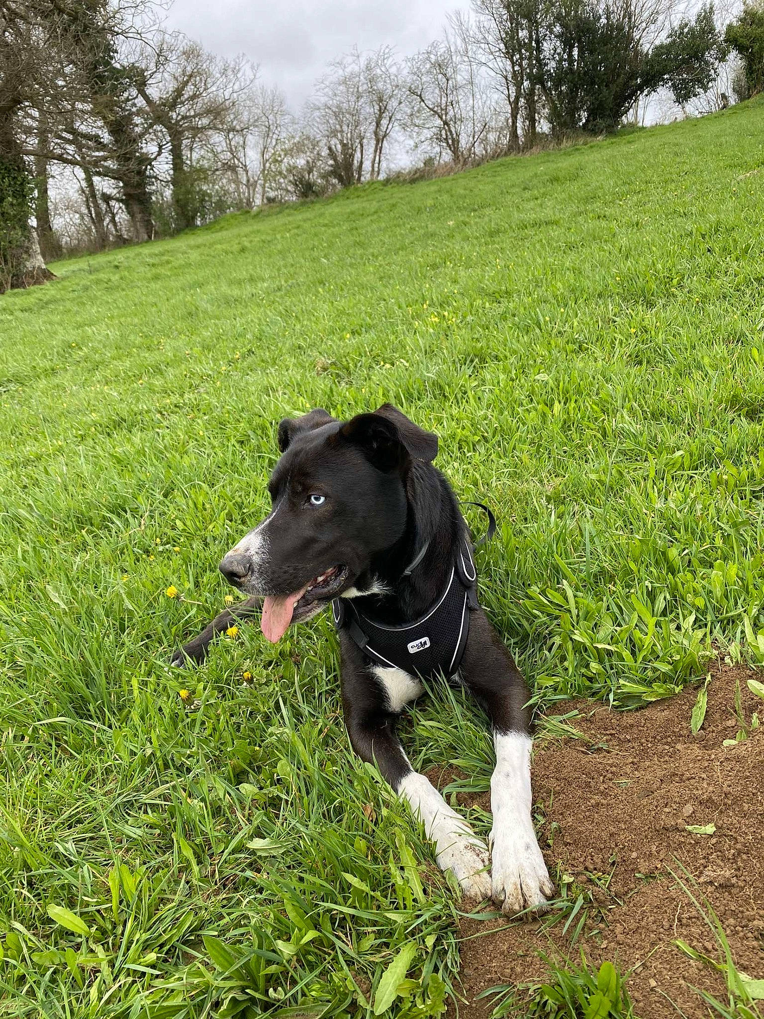 Omega participe au concours pour gagner de l'argent avec cette photo : borador, carnivore, collar, companion_dog, dog, dog_breed, dog_collar, grass, grassland, groundcover, lawn, meadow, pasture, plant, sky, snout, sporting_group, tail, tree, working_animal