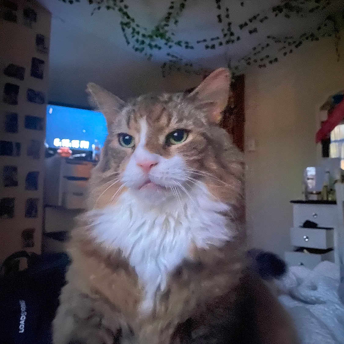 Seppie joined the competition — help win amazing prizes! abyssinian, animal, architecture, building, cat, computerhardware, couch, electronics, entertainmentcenter, furniture, hardware, indoors, livingroom, manx, monitor, pet, room, screen, shelf, tv
