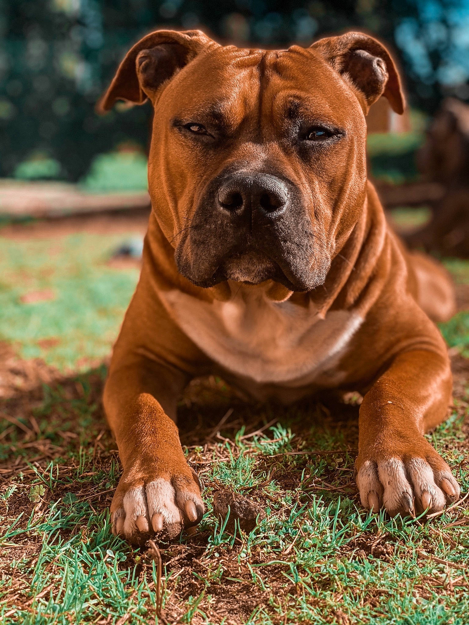 Reyko a rejoint le concours — aidez-le/la à gagner de superbes lots ! ancient_dog_breeds, british_bulldogs, bulldog, canidae, carnivore, companion_dog, dog, dog_breed, fawn, korean_mastiff, mammal, molosser, non_sporting_group, old_english_bulldog, olde_english_bulldogge, rare_breed_dog, renascence_bulldogge, snout, toy_bulldog, vertebrate