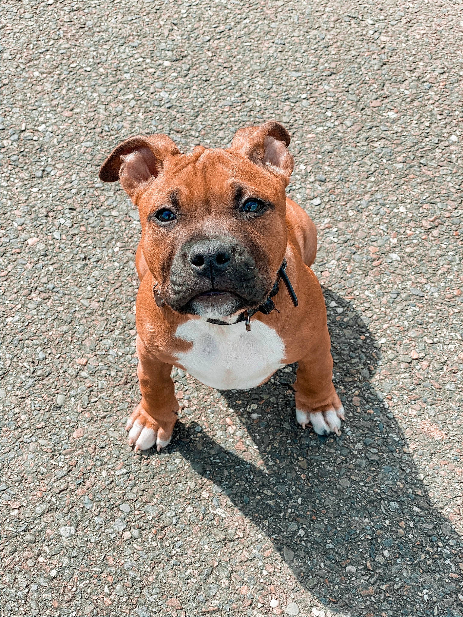 Reyko participe au concours pour gagner de l'argent avec cette photo : american_pit_bull_terrier, american_staffordshire_terrier, canidae, carnivore, companion_dog, dog, dog_breed, fawn, mammal, non_sporting_group, snout, staffordshire_bull_terrier, vertebrate