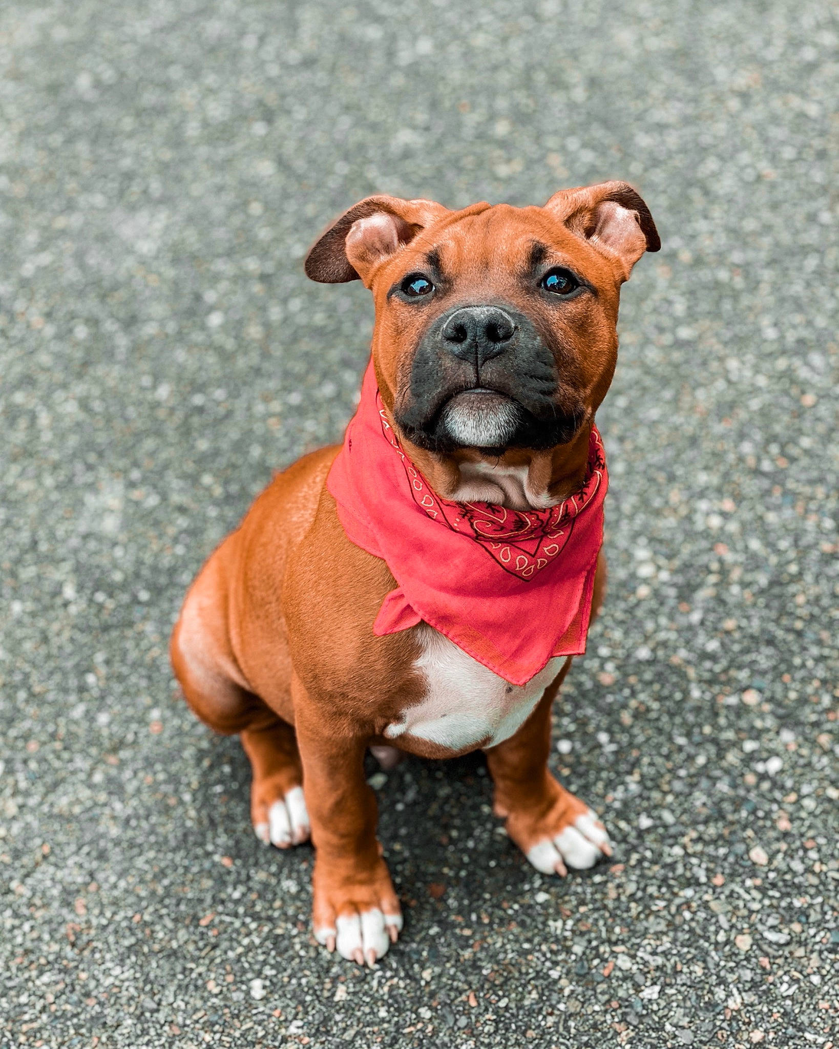 Reyko a rejoint le concours — aidez-le/la à gagner de superbes lots ! ancient_dog_breeds, boxer, bulldog, canidae, carnivore, companion_dog, dog, dog_breed, fawn, mammal, non_sporting_group, old_english_bulldog, olde_english_bulldogge, puppy, rare_breed_dog, snout, sporting_group, staffordshire_bull_terrier, toy_bulldog, vertebrate