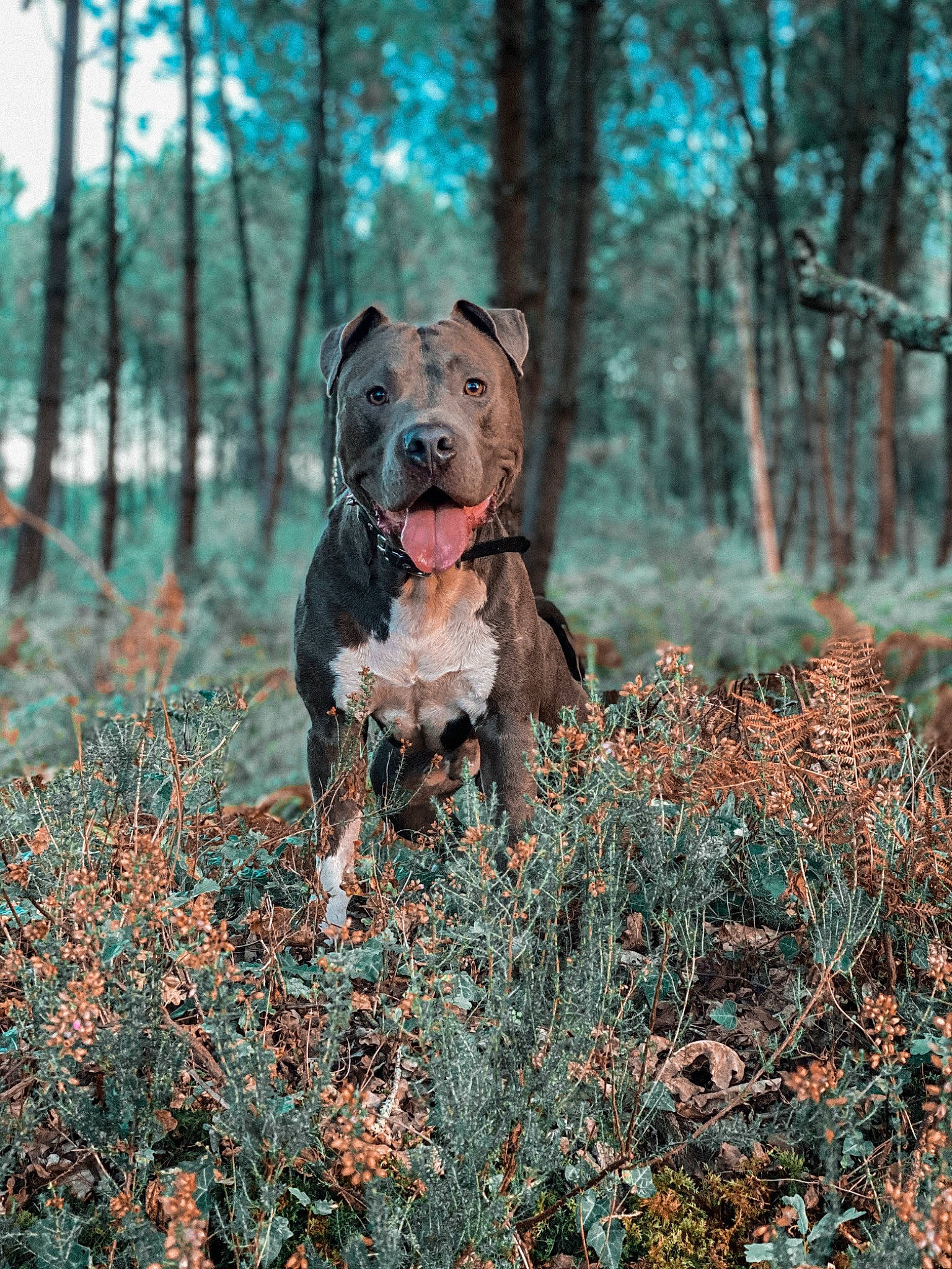 Ozuka participe au concours pour gagner de l'argent avec cette photo : alano_espanol, alaunt, american_pit_bull_terrier, american_staffordshire_terrier, cane_corso, canidae, carnivore, dog, dog_breed, fawn, forest, mammal, molosser, non_sporting_group, perro_de_presa_canario, rare_breed_dog, tree, vertebrate, woodland