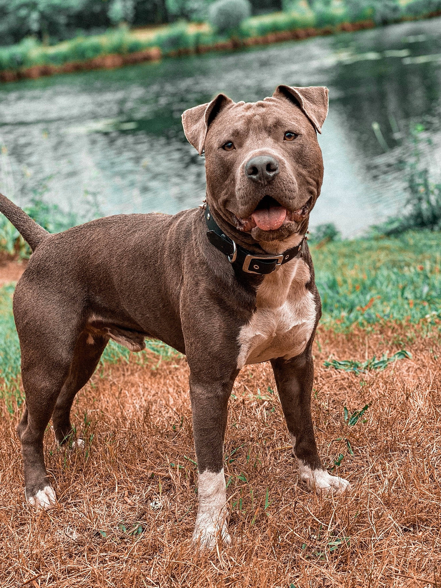 Ozuka participe au concours pour gagner de l'argent avec cette photo : american_bulldog, american_pit_bull_terrier, american_staffordshire_terrier, bull_and_terrier, canidae, carnivore, companion_dog, dog, dog_breed, fawn, mammal, molosser, non_sporting_group, pit_bull, rare_breed_dog, snout, sporting_group, staffordshire_bull_terrier, terrier, vertebrate