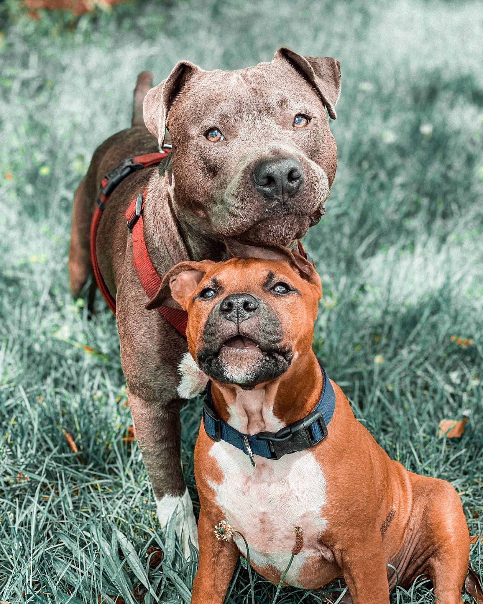 Ozuka participe au concours pour gagner de l'argent avec cette photo : american_pit_bull_terrier, american_staffordshire_terrier, ancient_dog_breeds, bull_and_terrier, canidae, carnivore, cordoba_fighting_dog, dog, dog_breed, fawn, mammal, molosser, non_sporting_group, pit_bull, rare_breed_dog, snout, staffordshire_bull_terrier, terrier, vertebrate