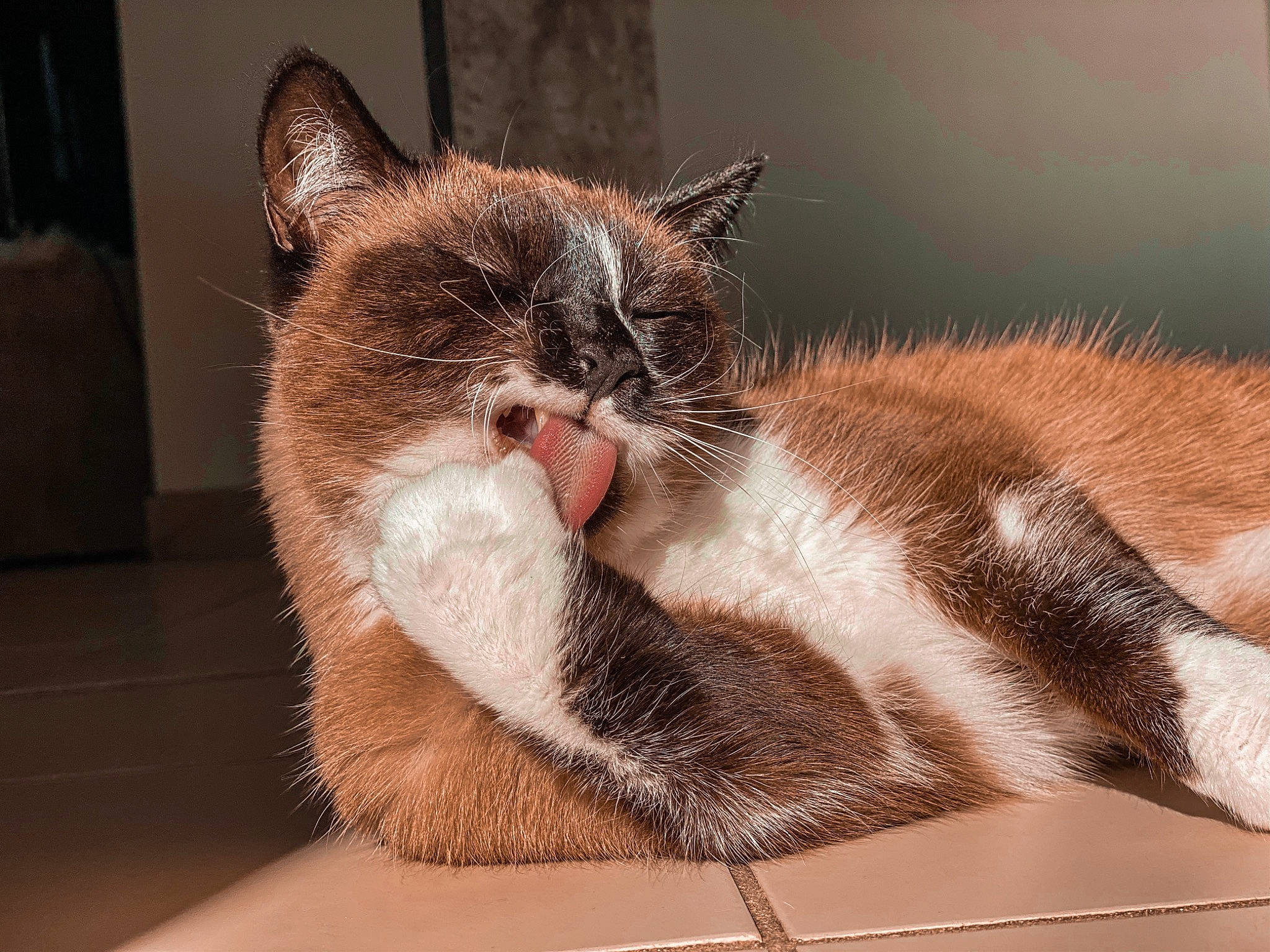 Kirua participe au concours pour gagner de l'argent avec cette photo : american_wirehair, asian, carnivore, cat, claw, domestic_short_haired_cat, ear, european_shorthair, eye, felidae, fur, kitten, mammal, nose, ojos_azules, small_to_medium_sized_cats, snout, tabby_cat, tail, whiskers