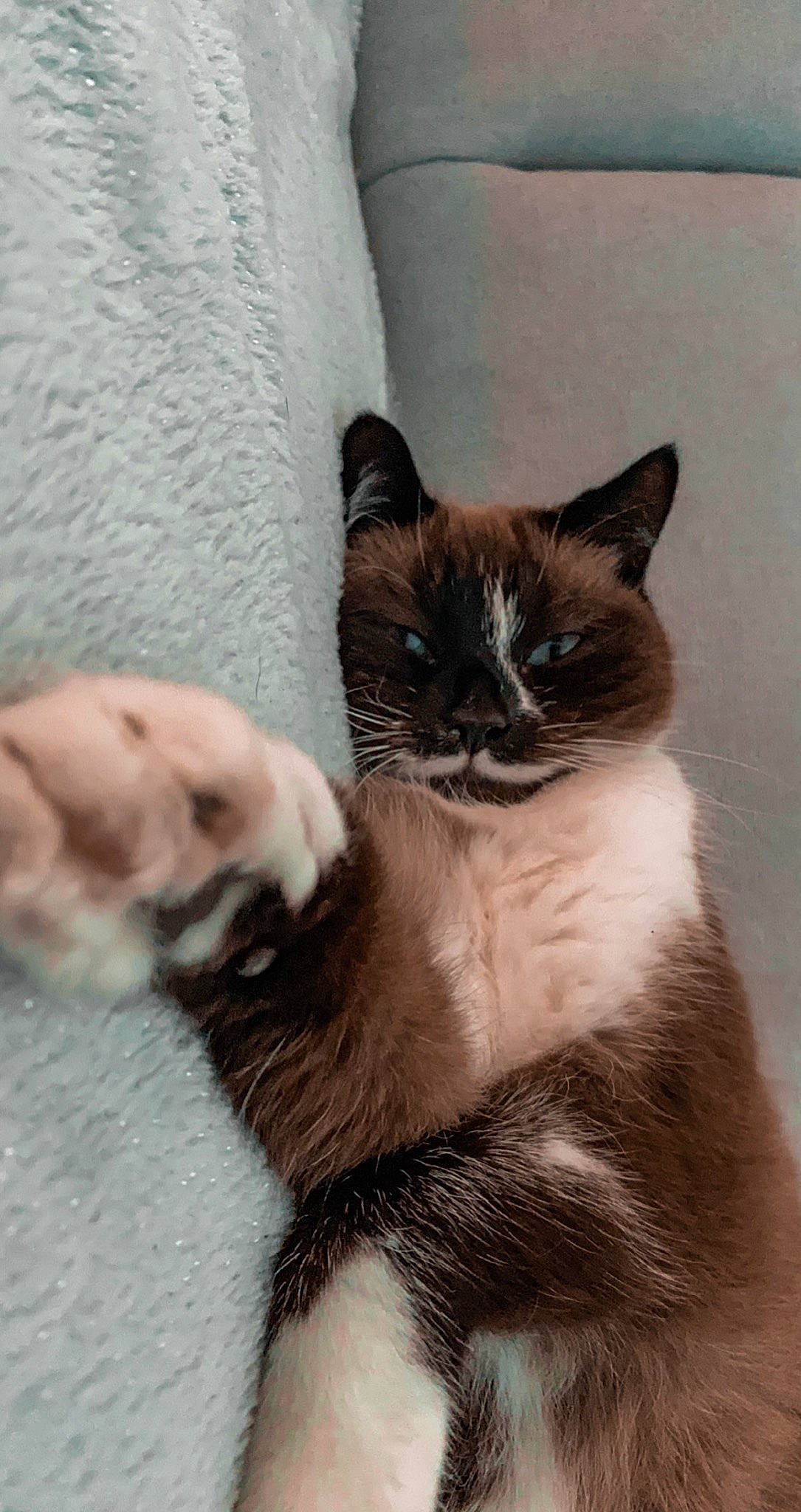 Kirua participe au concours pour gagner de l'argent avec cette photo : asian, balinese, birman, burmese, carnivore, cat, colorpoint_shorthair, fawn, felidae, fur, kitten, mammal, polydactyl_cat, ragdoll, siamese, small_to_medium_sized_cats, snowshoe, thai, tonkinese, whiskers