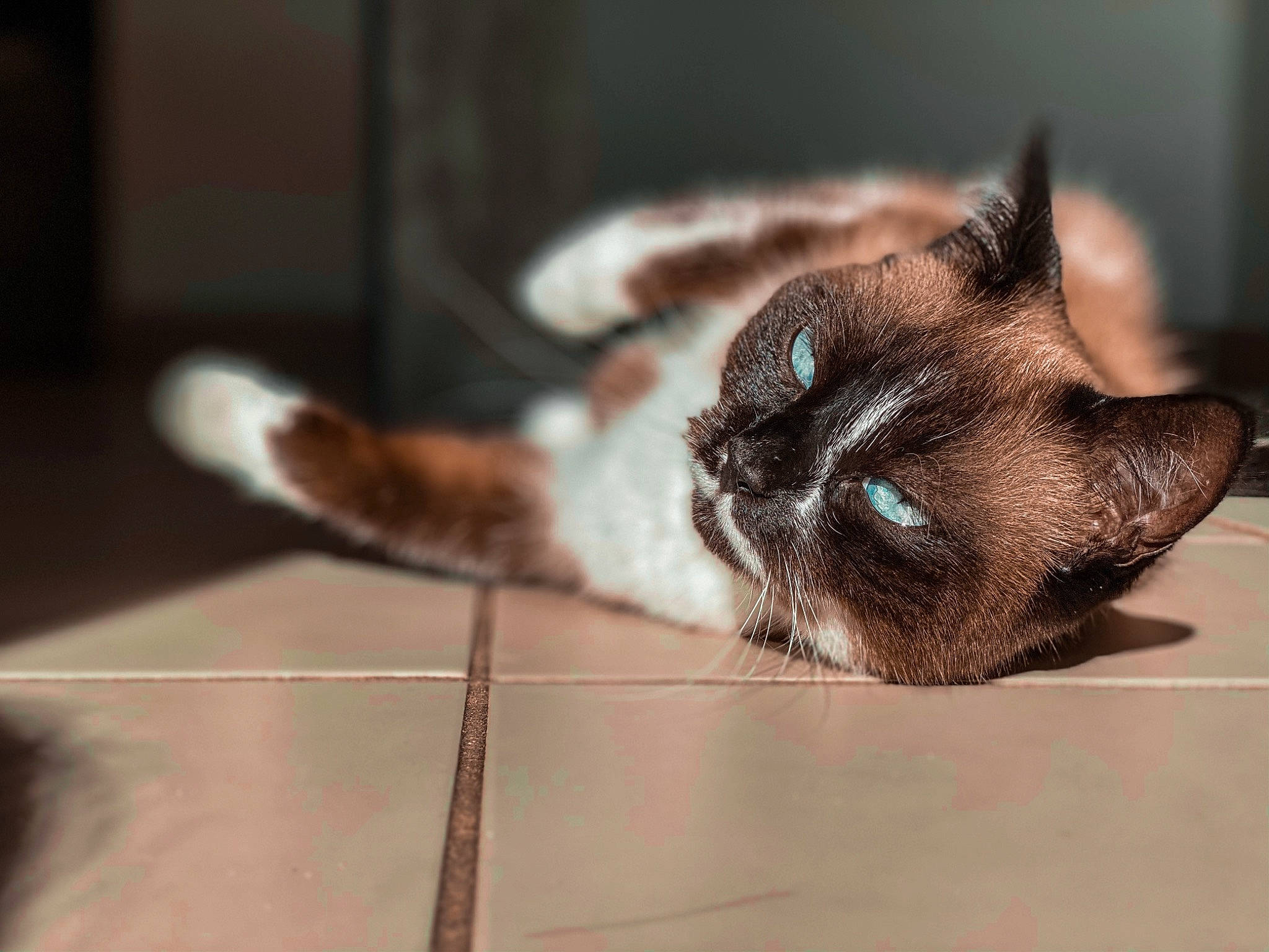 Kirua participe au concours pour gagner de l'argent avec cette photo : asian, carnivore, cat, claw, ear, eye, fawn, felidae, fur, kitten, nose, ojos_azules, paw, siamese, small_to_medium_sized_cats, snout, tail, thai, tonkinese, whiskers