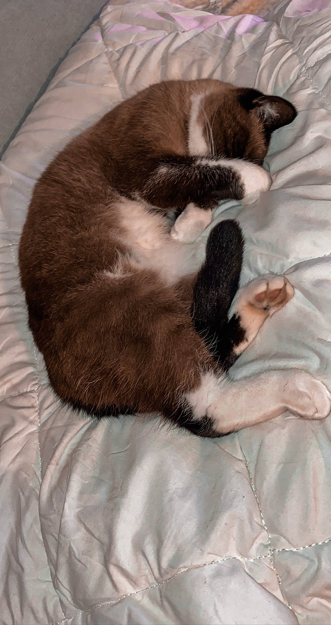 Kirua a rejoint le concours — aidez-le/la à gagner de superbes lots ! canidae, carnivore, cat, claw, comfort, dog_breed, ear, fawn, felidae, fur, nap, paw, puppy, sleep, small_to_medium_sized_cats, snowshoe, tail, whiskers