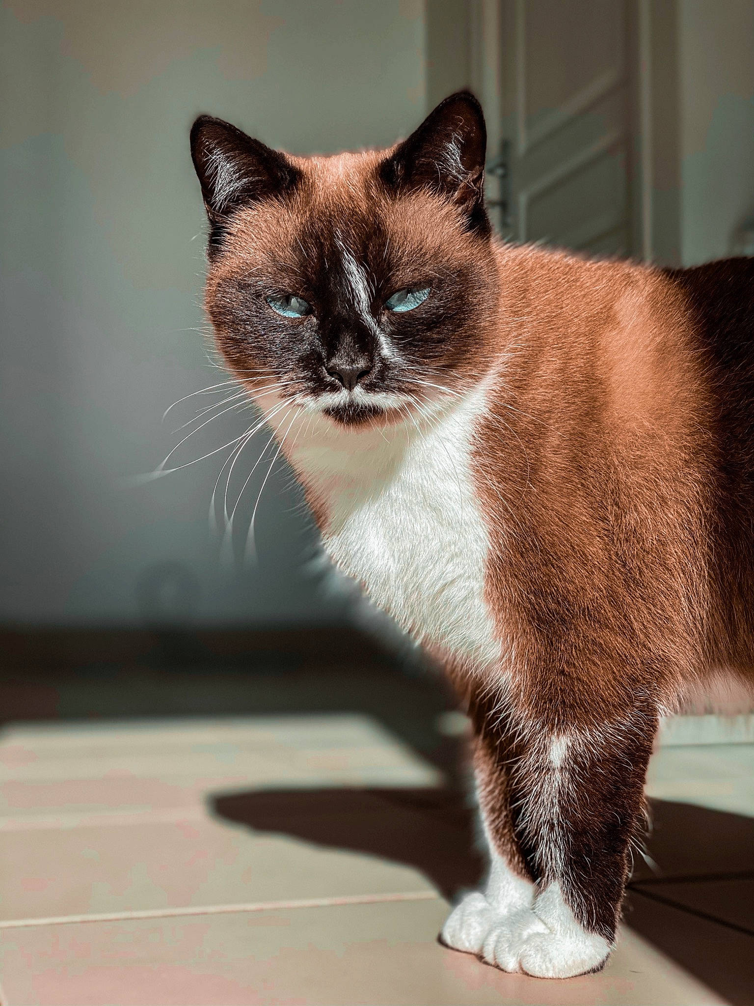 Kirua a rejoint le concours — aidez-le/la à gagner de superbes lots ! asian, birman, carnivore, cat, domestic_short_haired_cat, fawn, felidae, fur, kitten, mammal, ojos_azules, siamese, small_to_medium_sized_cats, snout, snowshoe, tail, thai, tonkinese, whiskers, window