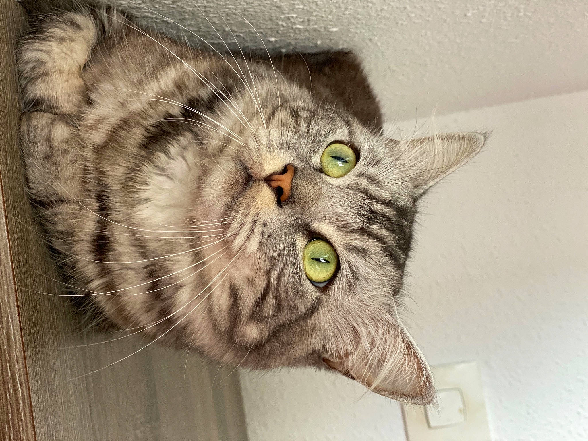 Ayzen a rejoint le concours — aidez-le/la à gagner de superbes lots ! american_shorthair, australian_mist, british_semi_longhair, british_shorthair, carnivore, cat, domestic_short_haired_cat, dragon_li, european_shorthair, eye, felidae, fur, kitten, mammal, nebelung, siberian, small_to_medium_sized_cats, snout, tabby_cat, whiskers