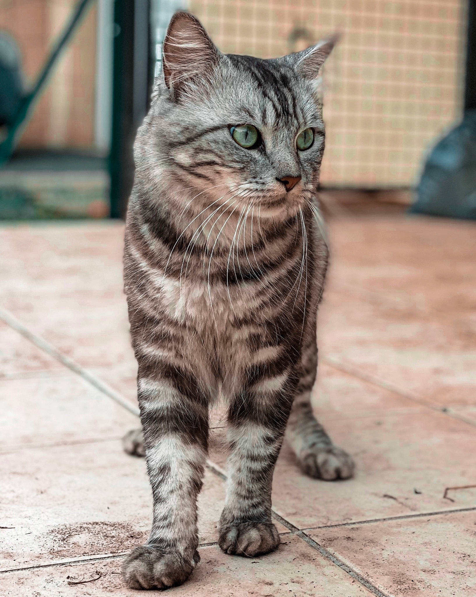 Ayzen participe au concours pour gagner de l'argent avec cette photo : aegean_cat, american_bobtail, american_shorthair, asian, carnivore, cat, domestic_short_haired_cat, dragon_li, european_shorthair, eye, felidae, mammal, pixie_bob, small_to_medium_sized_cats, snout, tabby_cat, vertebrate, whiskers, wild_cat, wildlife