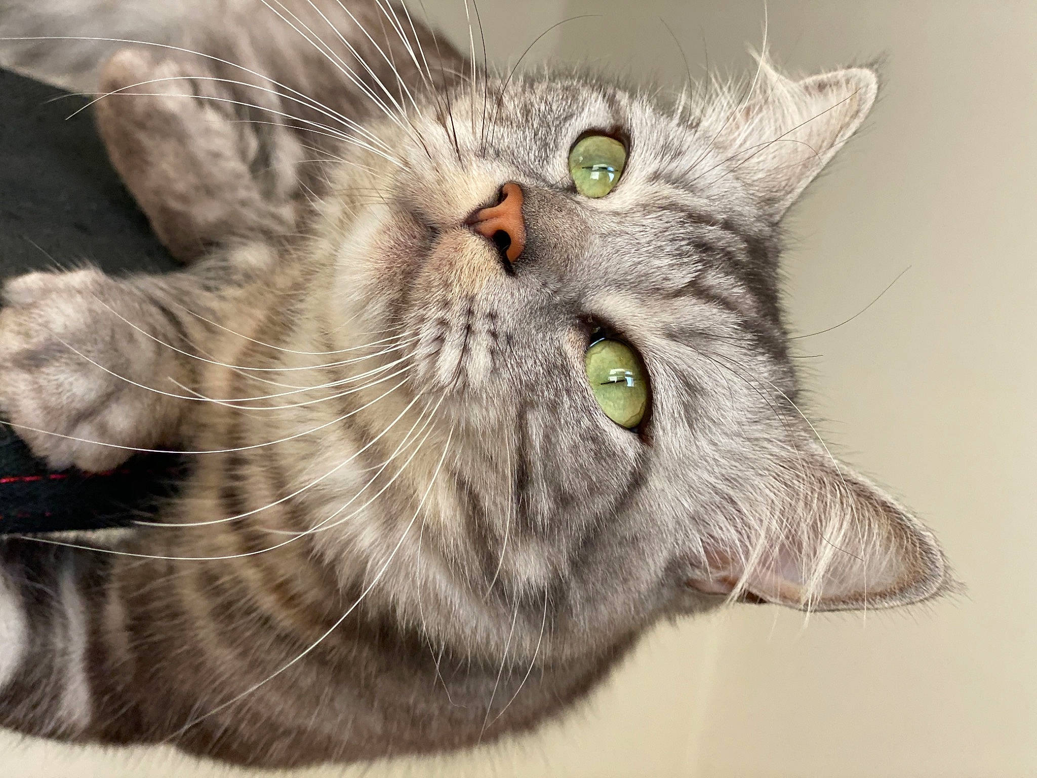 Ayzen a rejoint le concours — aidez-le/la à gagner de superbes lots ! american_shorthair, asian, australian_mist, british_semi_longhair, british_shorthair, carnivore, cat, close_up, domestic_short_haired_cat, european_shorthair, eye, felidae, fur, mammal, nebelung, nose, small_to_medium_sized_cats, snout, tabby_cat, whiskers