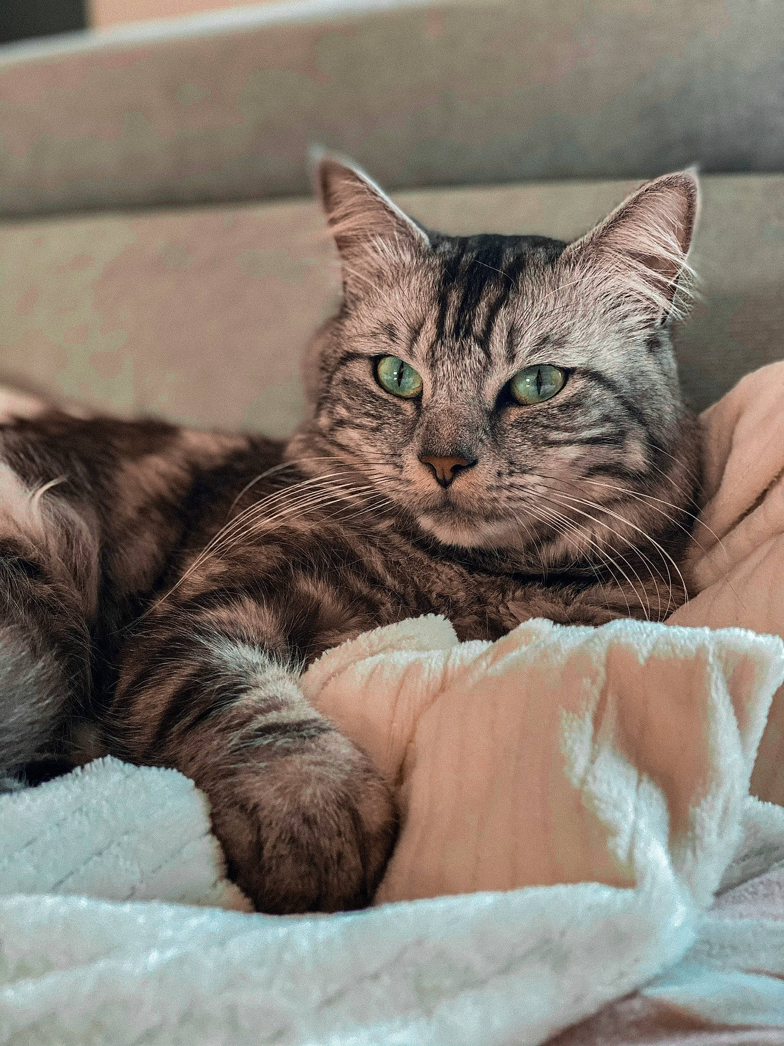 Ayzen participe au concours pour gagner de l'argent avec cette photo : american_shorthair, asian, california_spangled, carnivore, cat, domestic_short_haired_cat, dragon_li, european_shorthair, felidae, fur, kitten, mammal, nap, pillow, pixie_bob, small_to_medium_sized_cats, tabby_cat, whiskers