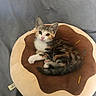 Peanuts participe au concours pour gagner de l'argent avec cette photo : kitten, cat, pet, animal, cute, fur, orange, white, black, plush, cushion, donut, soft, sleeping, resting, indoor, cozy, bed, small, adorable