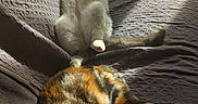 Peanuts a rejoint le concours — aidez-le/la à gagner de superbes lots ! cat, cats, sleeping, resting, couch, sunlight, indoor, pet, feline, relaxing, cozy, fur, striped_cat, white_cat, nap, home, comfortable, animal, domestic, peaceful