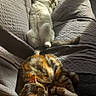 cat, cats, sleeping, resting, couch, sunlight, indoor, pet, feline, relaxing, cozy, fur, striped_cat, white_cat, nap, home, comfortable, animal, domestic, peaceful