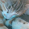 Peanuts a rejoint le concours — aidez-le/la à gagner de superbes lots ! cat, sleeping, close_up, furry, whiskers, paw, peaceful, soft_light, rainbow, relaxing, cute, animal, pet, calm, domestic_cat, tabby, striped, fur, resting, adorable