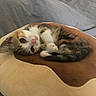 kitten, cat, calico, cute, pet, animal, feline, resting, sleeping, bed, pillow, soft, plush, curled_up, indoor, domestic, fur, whiskers, small, cozy